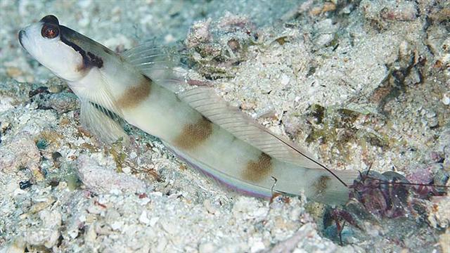 (Amblyeleotris Bleeker, 1874) Род Амблиэлеотрисы, Рифовые элеотрисы